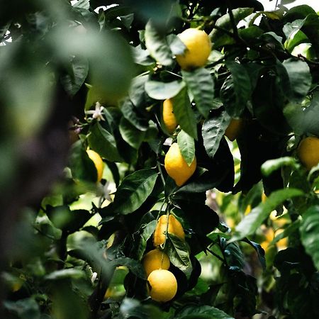 Masseria Fanizzi 콘베르사노 외부 사진