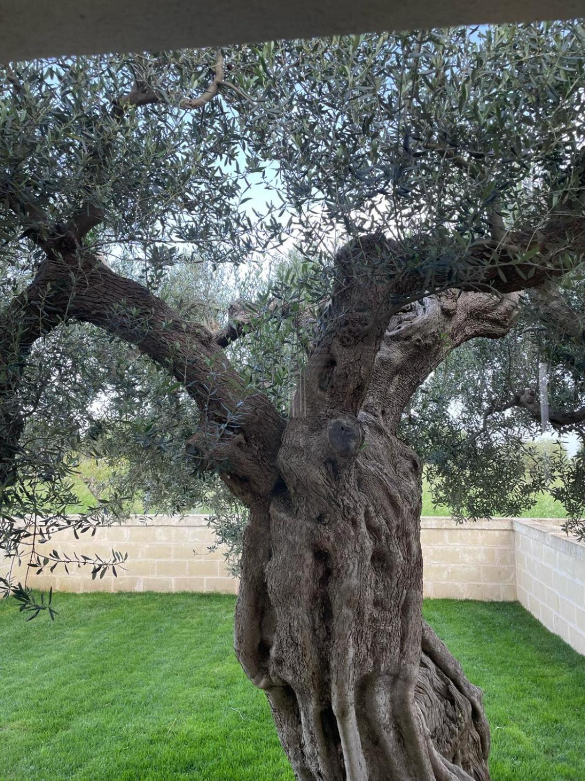 Masseria Fanizzi 콘베르사노 객실 사진